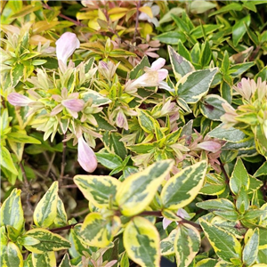 Abelia Grandiflora 'Happy Daydream'